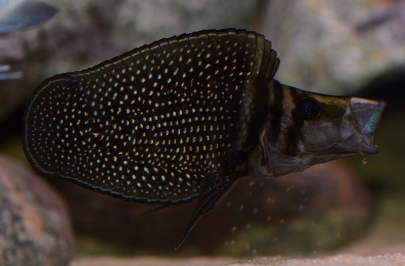 Altolamprologus calvus 'Black Congo'